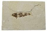 Bargain, Fossil Fish (Knightia) - Green River Formation #237225-1